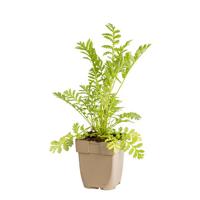 Boerenwormkruid vaste plant Griffioen - Griffioen