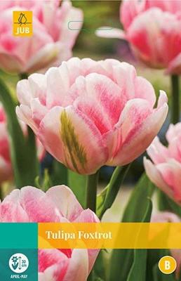 Tulipa Foxtrot 5 bollen - Jub