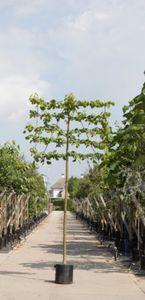 Linde als leiboom Tillia europaea Pallida h 270 cm st. omtrek 10 cm st. h 150 cm - Warentuin Natuurlijk