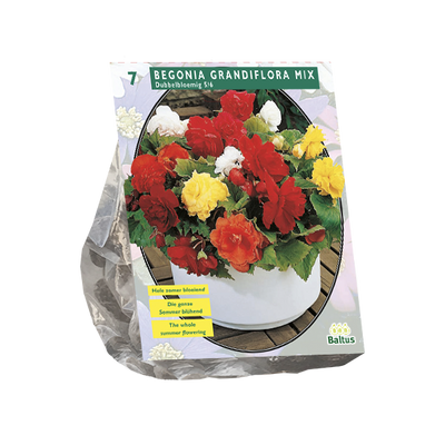 Begonia