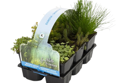Zuurstof planten in sixpack