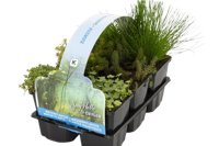 Zuurstof planten in sixpack