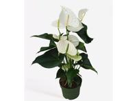 Flamingoplant - Anthurium 'Alaska White' P17