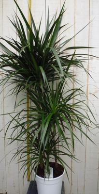 Kamerplant Drakenbloedboom Dracaena Marginata smal blad Groen 120 cm - Warentuin natuurlijk