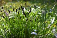 Blauwgras Blauwgras