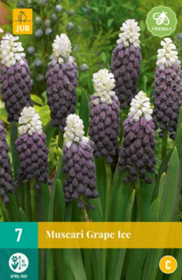 Muscari Grape Ice - Jub