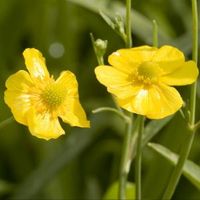 Grote boterbloem (Ranunculus lingua) moerasplant (6-stuks) - thumbnail