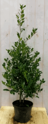 Hulst groen 80 cm - Warentuin natuurlijk