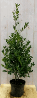 Hulst groen 80 cm - Warentuin natuurlijk