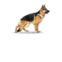 Royal Canin Maxi Adult 4 kg Volwassen Groente - thumbnail