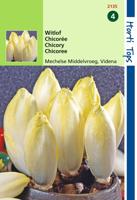 HT Witlof Mechelse Middelvroeg, Videna - Hortitops