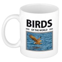 Zeearenden mok met dieren foto birds of the world - thumbnail