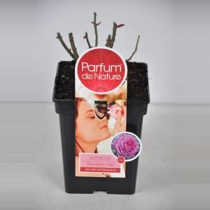 Grootbloemige roos Parfum de Nature (rosa "Blackberry Nip"® Parfum de Nature) - C5 - 1 stuks