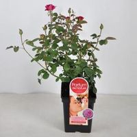 Grootbloemige roos Parfum de Nature (rosa "Blackberry Nip"® Parfum de Nature) - C5 - 1 stuks - thumbnail