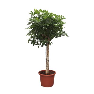 Schefflera Arboricola Compacta boom - 180 cm - ø35