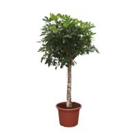 Schefflera Arboricola Compacta boom - 180 cm - ø35