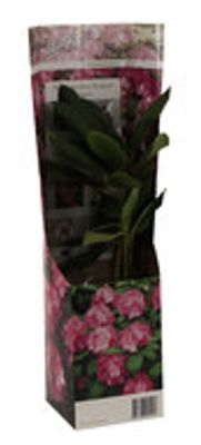 Rhododendron Roseum Elegans