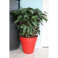 RIVIERA Loft bloempot met waterreserve - Rond - Ø 50 x H 46 cm - Rood