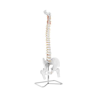 Anatomisch model wervelkolom met bekken