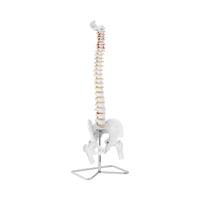 Anatomisch model wervelkolom met bekken