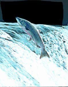 Salmon (zalm)