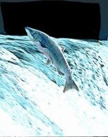 Salmon (zalm)