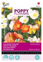 Poppies of the world papaver IJslandse - Buzzy Poppies of the world papaver IJslandse - Buzzy