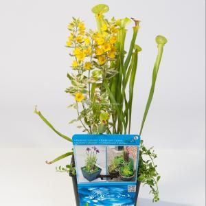 Mix waterplanten in vijvermand - 3 stuks