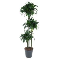 Dracaena Tatuade - 140 cm - ø24 Dracaena Tatuade - 140 cm - ø24