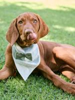 Gestreept katoenen bandanaslabbetje voor honden saliegroen