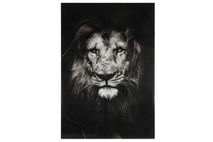 Schilderij leeuw vk Musafa L zwart-L0,4B120H80CM