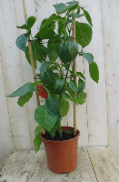 Paprikaplant rood GROOT plukplant Capsicum Warentuin Natuurlijk - Warentuin natuurlijk