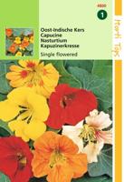 Tropaeolum majus Enkelbloemig mengsel - Hortitops