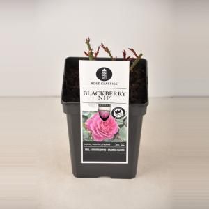 Grootbloemige roos (rosa "Blackberry Nip"®) - C5 - 1 stuks