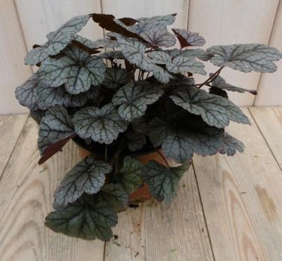 2 stuks! Heuchera Purperklokje grijs/rood tot licht rood - Warentuin natuurlijk