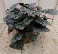 2 stuks! Heuchera Purperklokje grijs/rood tot licht rood - Warentuin natuurlijk