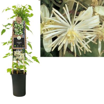 Clematis Vitalba - Bosrank