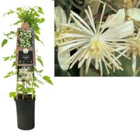 Clematis Vitalba - Bosrank Clematis Vitalba - Bosrank