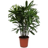 Bamboepalm - Rhapis Excelsa - P 27 cm