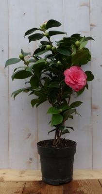 Camelia roze 50 cm Warentuin Natuurlijk - Warentuin natuurlijk