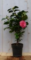 Camelia roze 50 cm Warentuin Natuurlijk - Warentuin natuurlijk