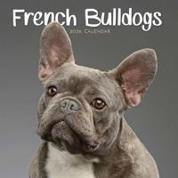 Franse Bulldog Kalender 2026 Mini