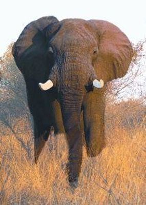 Elephant (olifant)