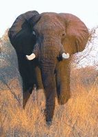 Elephant (olifant)