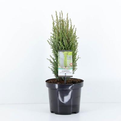 Juniperus communis compressa 55 cm - Warentuin natuurlijk