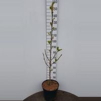 Magnolia struik Daybreak - 125 - 150 cm - 1 stuks