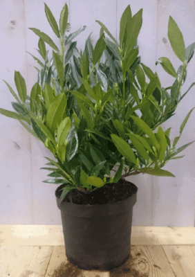 Prunus Otto 40 cm - Warentuin natuurlijk