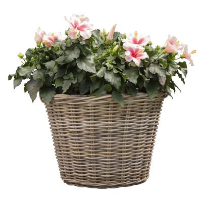 Mega Collections Planten of bloemen mand - D60 x H45 cm - rond - rotan gevlochten - bloempot