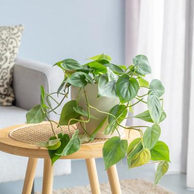 plantje.nl Kamerplanten Philodendron Scandens, Groen, Hartvormige bladeren, Glanzend, Klimplant, Indirect zonlicht, Schaduw, Liefde boom