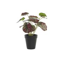 Decoratieve plant DKD Home Decor Roze Groen PE (10 x 10 x 27 cm)